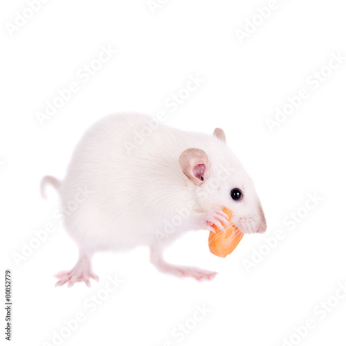 White laboratory rat eating carrot