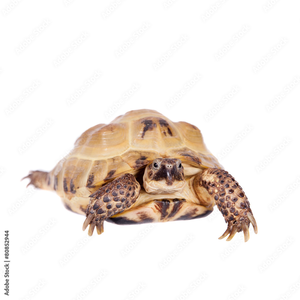 Obraz premium Central Asian tortoise on white background
