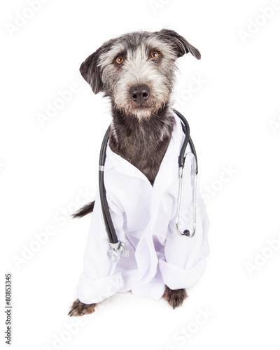 Fototapeta Naklejka Na Ścianę i Meble -  Dog Dressed As Veterinarian
