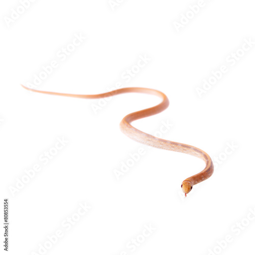 Radiated ratsnake isolated on white