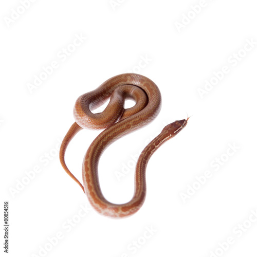 Coiled Cape House Snake on white backgroun