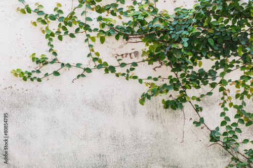 Green creeper on cement wall