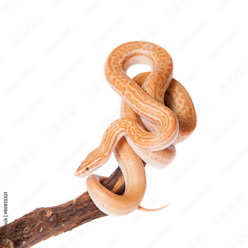 Obraz premium Coiled Cape House Snake on white backgroun
