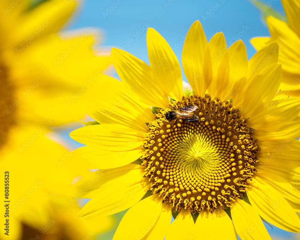 Naklejka premium Closeup Sunflower with bee
