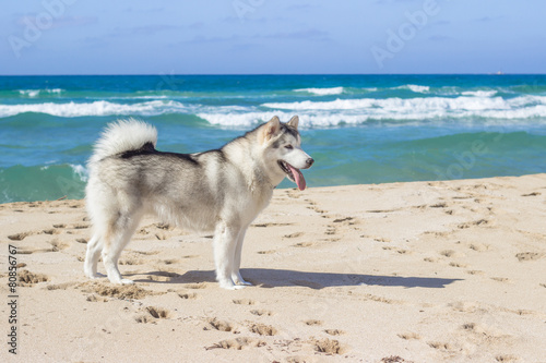 Eskimo dog on sea beach