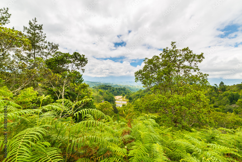 Naklejka premium Tana Toraja landscape and fern forest