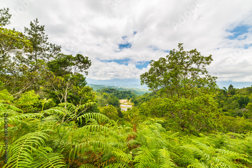 Tana Toraja landscape and fern forest