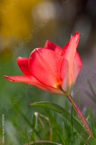 tulip