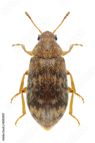 Beetle Xerasia punica photo