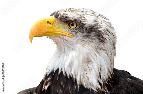 Bald Eagle - Haliaeetus leucocephalus
