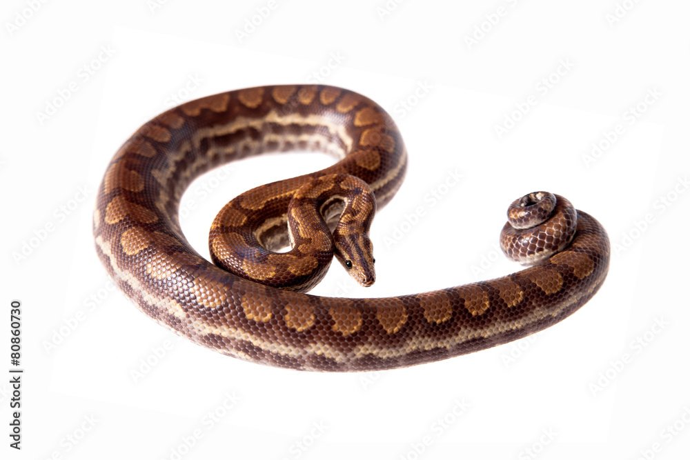 Rainbow tree boa on white background Rainbow tree boa on white background