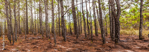 Old pine tree Forest © arhendrix