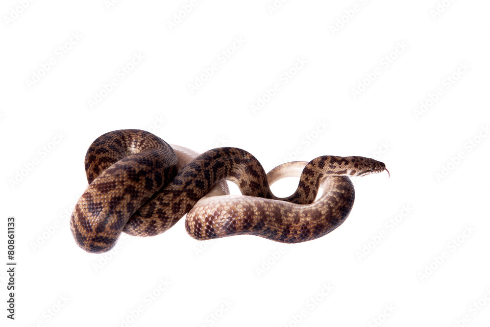 Fototapeta premium Spotted Python on white background