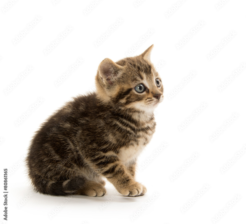 Cute tabby kitten on white