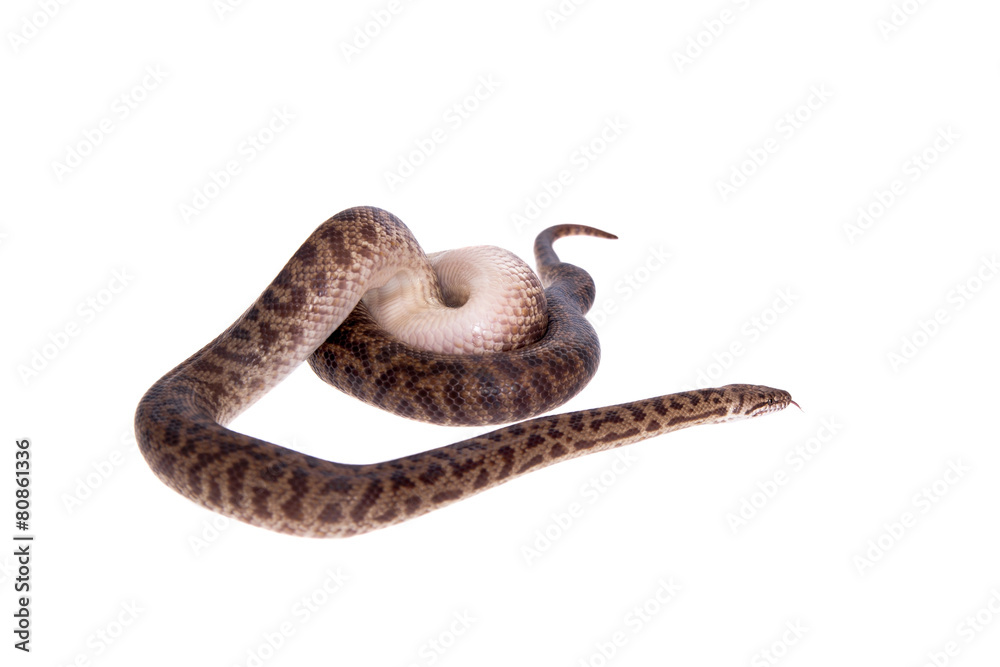 Fototapeta premium Spotted Python on white background