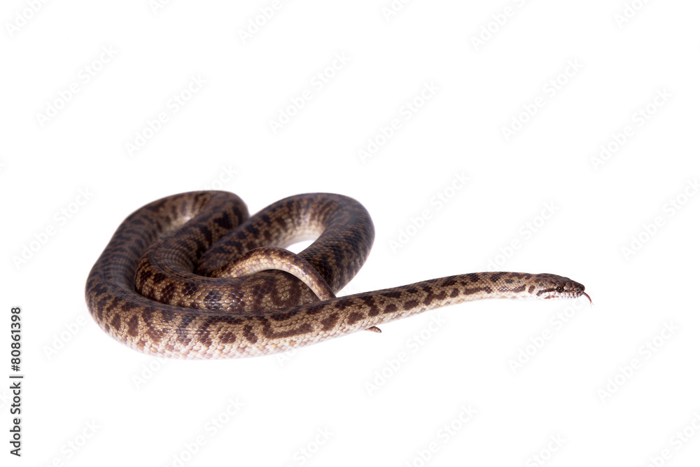 Naklejka premium Spotted Python on white background