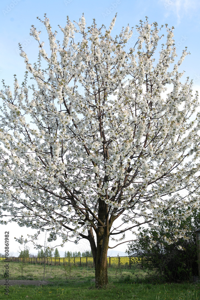 White blooming cherry tree in springtime White blooming cherry tree in springtime