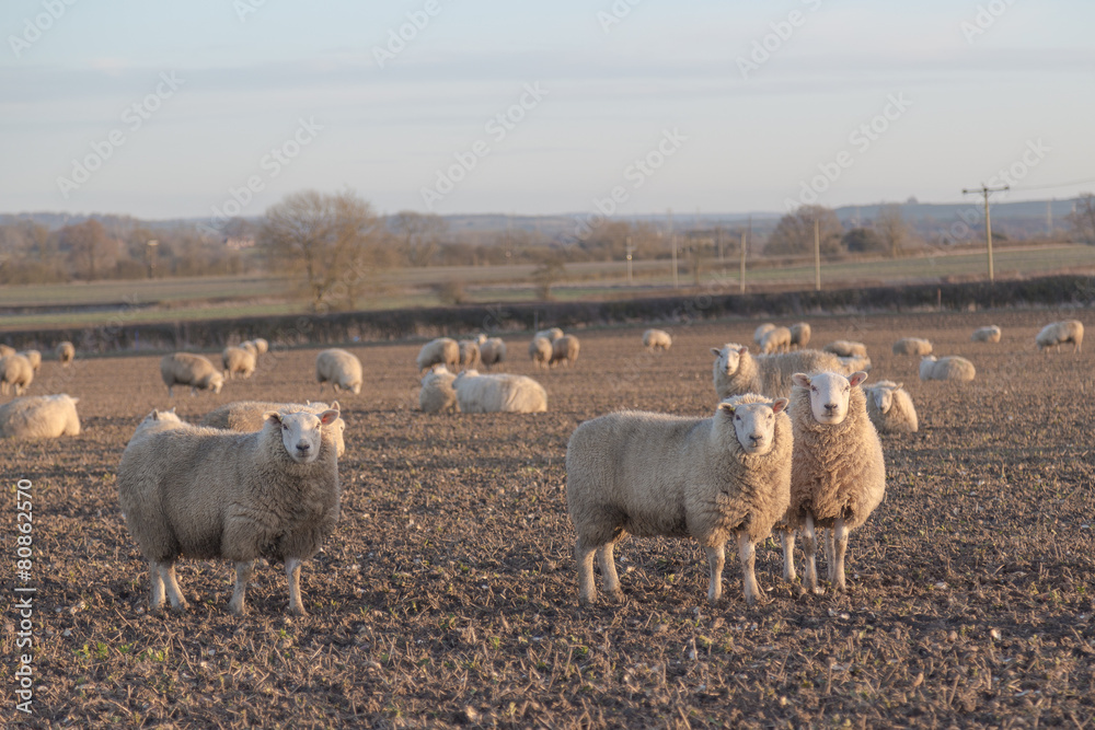 Obraz premium Sheep in a Field
