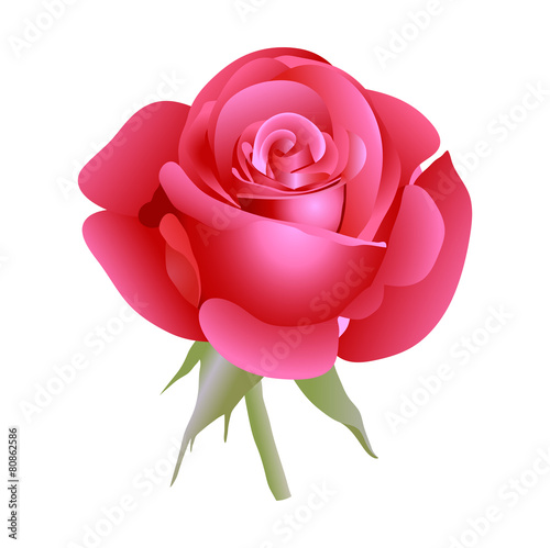 Red rose.
