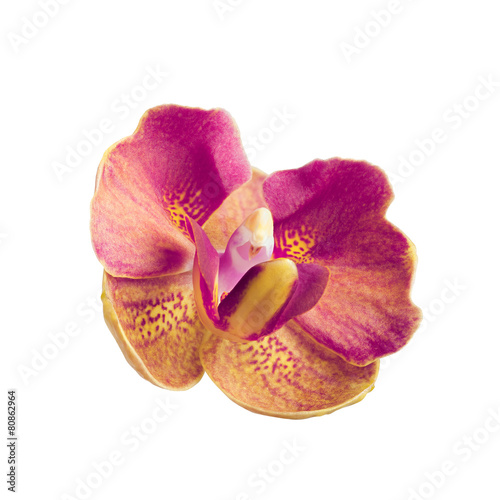 Fototapeta Naklejka Na Ścianę i Meble -  magenta orchid flower isolated on white