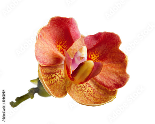 red orchid flower isolated on white