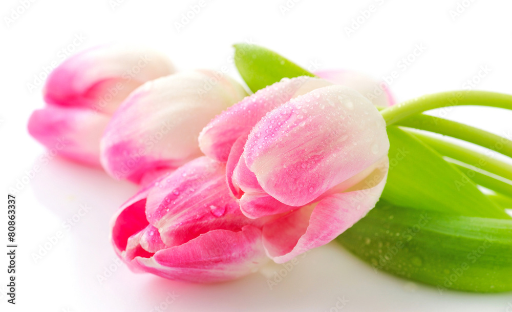 Spring flower pink tulips bouquet isolated on white background Spring flower pink tulips bouquet isolated on white background
