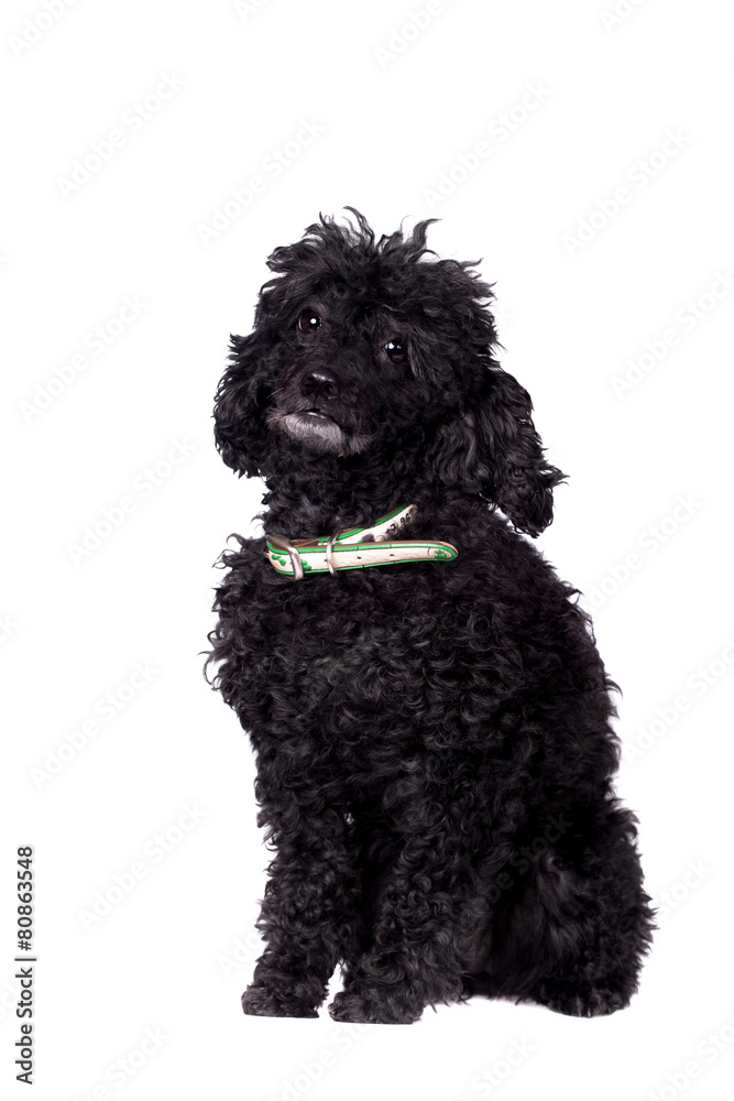 Black poodle dog on white