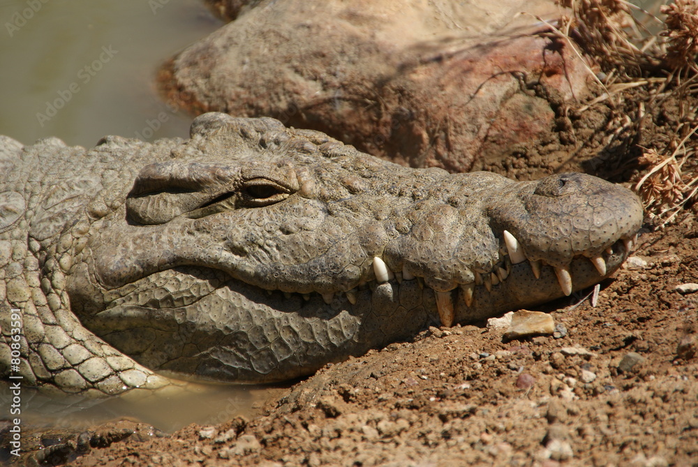 Fototapeta premium Krokodil