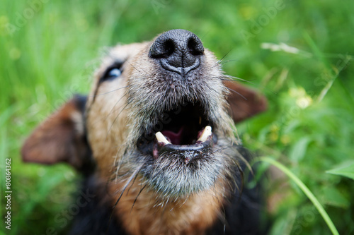barking dog