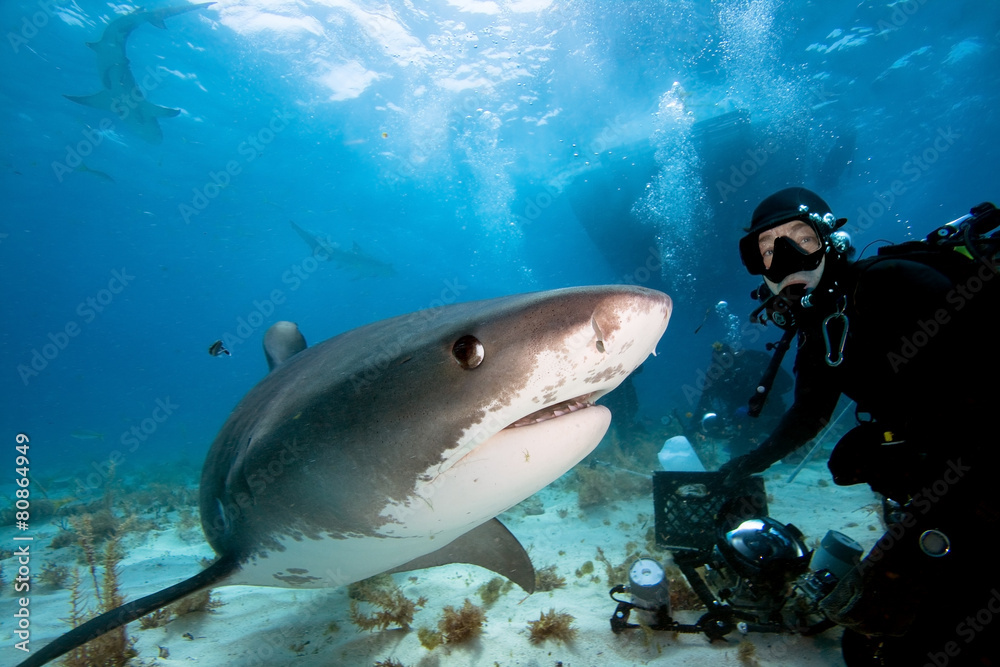 Fototapeta premium Tiger shark and underwater photographer