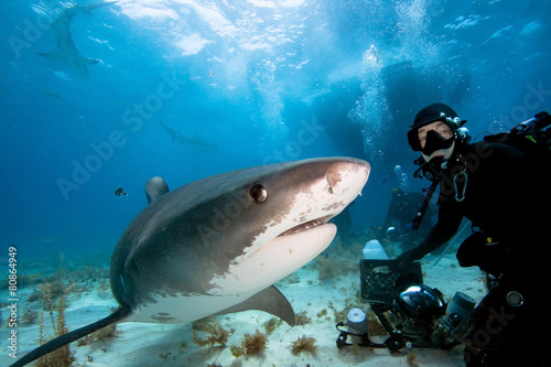 Tiger shark and underwater photographer