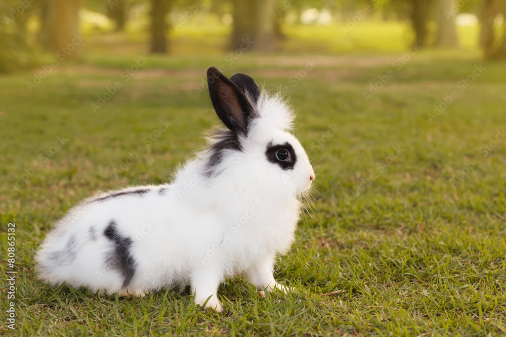 White and black fluffy small baby rabbit on green grass in park White and black fluffy small baby rabbit on green grass in park
