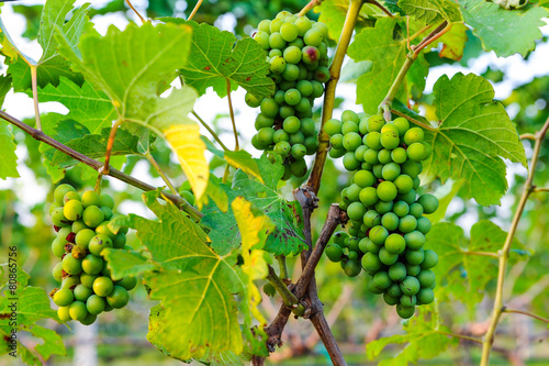 Wallpaper Mural small green grapes in vine yard Torontodigital.ca