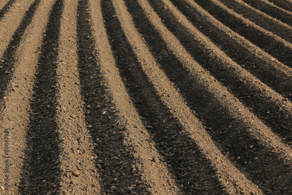furrows in a field agriculture, soil furrows in a field agriculture, soil