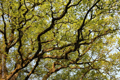 Quercus robur / Stieleiche / Äste mit jungem Laub