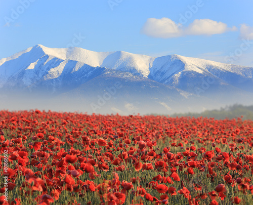 Obraz na plátně poppy flowers an mountains