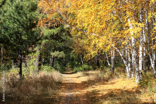 Gold autumn landscape - path in a mixed forest
