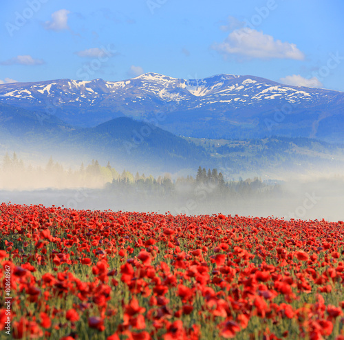 Obraz na plátně Nice poppy field in mountains