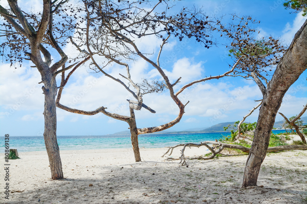 pine trees by the sea in Maria Pia beach