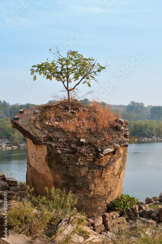 Tree growing on the ruins