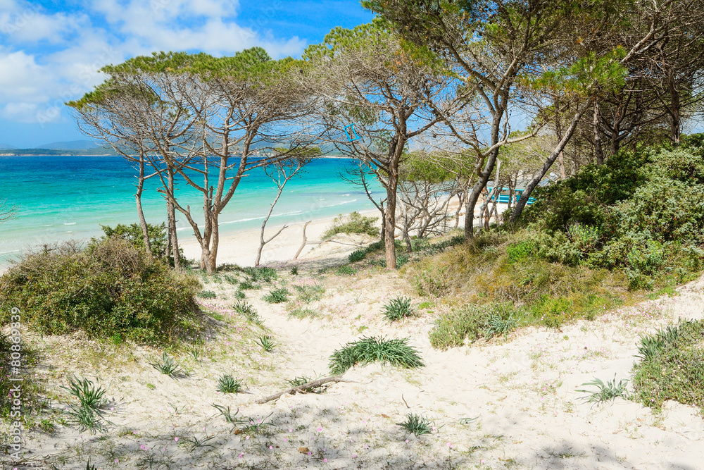 pine trees in Maria Pia beach