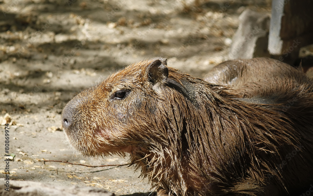 Capybara (Hydrochoerus hydrochaeris) resting Capybara (Hydrochoerus hydrochaeris) resting