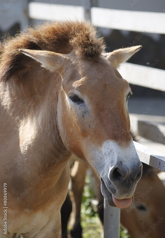 Fototapeta premium Przewalski's horse