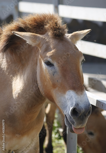 Przewalski's horse © 5ph