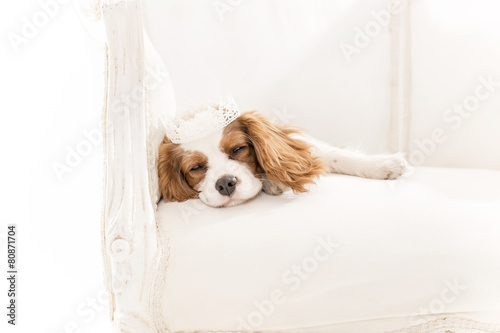 Cavalier King Charles Spaniel mit Krone