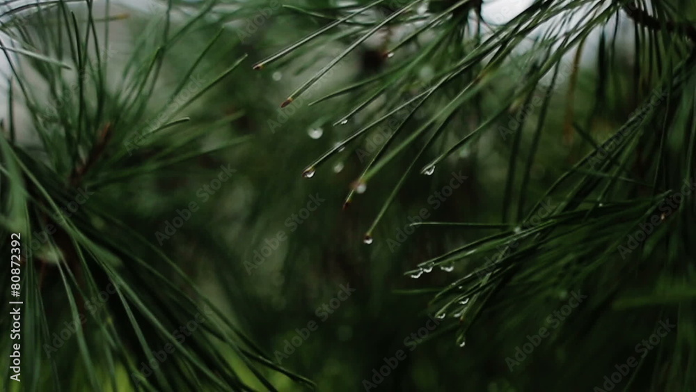 Branch of a coniferous tree with raindrops Branch of a coniferous tree with raindrops