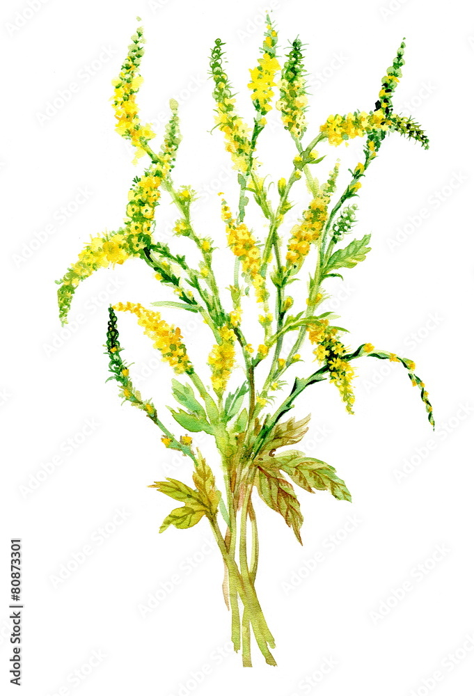 Fototapeta premium Colorful wildflowers illustration on white background