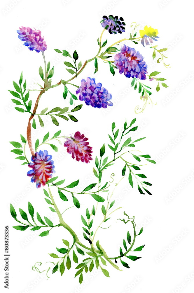 Fototapeta premium Colorful wildflowers illustration on white background