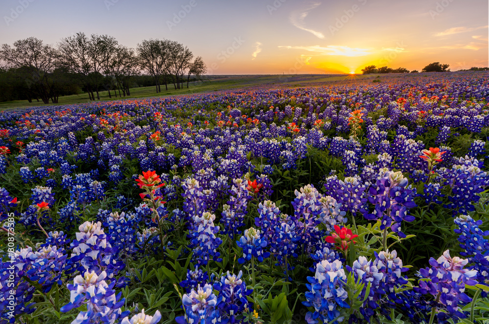 Texas wildflower - bluebonnet filed in sunset