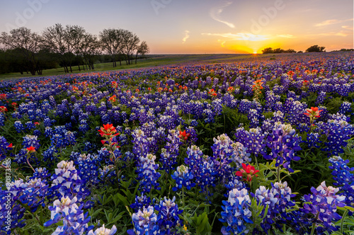 Texas wildflower -  bluebonnet filed in sunset